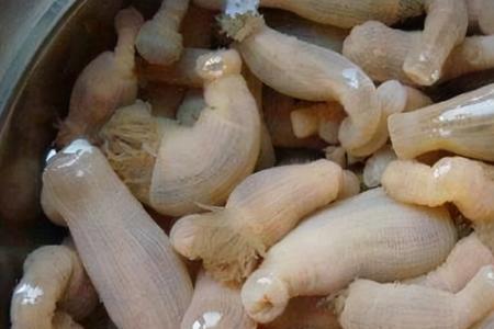 海葵和沙蒜区别