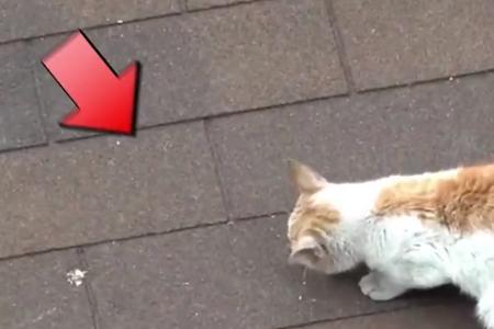 猫咪的头为什么比较热