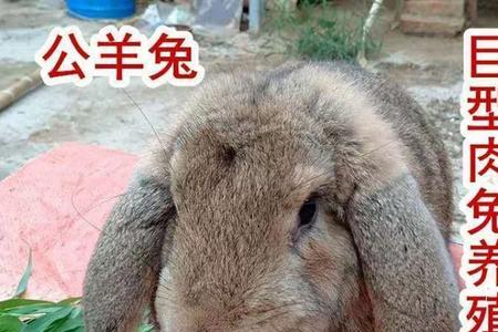 大流士兔辨别方法
