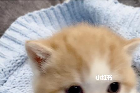 怎么判断猫咪的幼崽多少