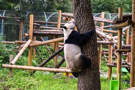 熊猫一分钟能爬多少米的树