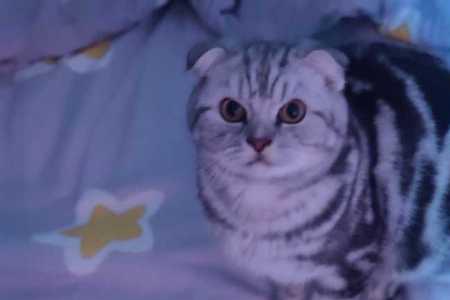 有虎纹的猫好养吗
