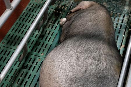猪尿包前面长长的那一根是什么