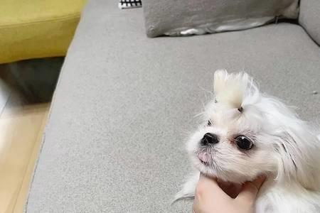 马尔济斯犬晚上经常叫怎么办