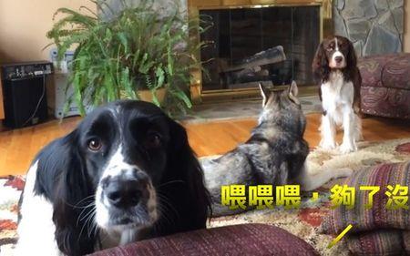 史宾格和哈士奇哪个聪明