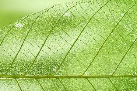 一叶障目的物理现象是什么