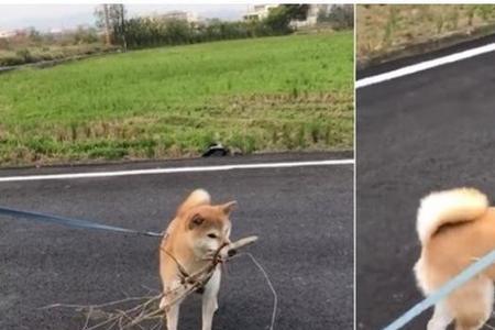 扫把比喻什么动物