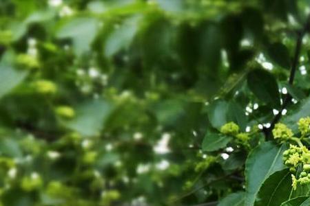 辽宁的枣花几月份开花