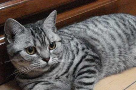31岁的猫咪智商如何