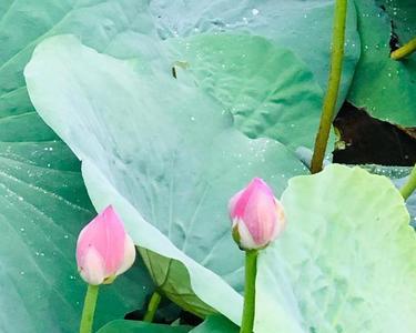 家里的后花园可以种荷花吗