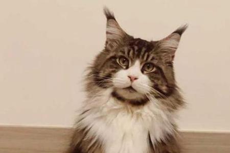 广东人为什么不喜欢猫