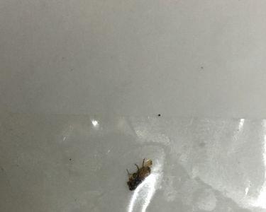 床虱幼虫是白色透明的吗