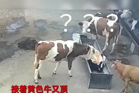 牛为什么肚子朝天容易死