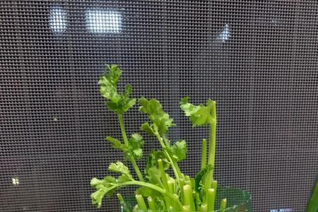 水培香菜为什么放糖