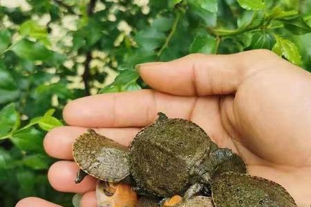 小甲鱼苗放在深水养能死吗