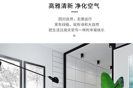 天堂鸟晚上放在卧室好吗