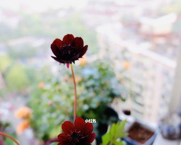 巧克力秋英花语