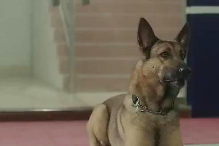 华哨警犬现实中的名字