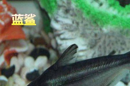 蓝鲨能跟清道夫一起养吗