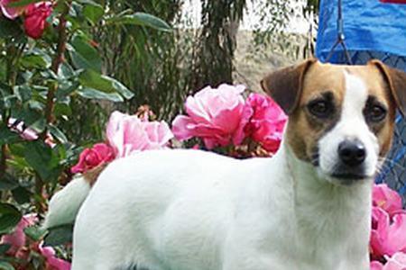 杰克罗素犬平毛和刚毛区别
