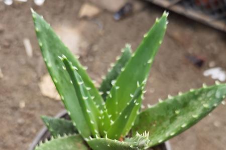 秋季挖的芦荟小苗多久会活