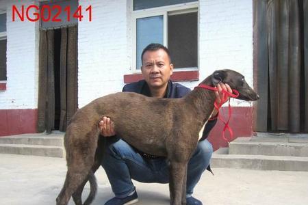 格力犬几天可以受孕