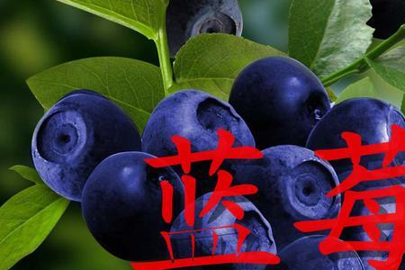 蓝莓树江西种什么品种最好