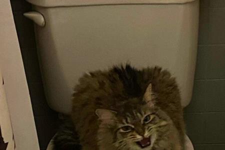 猫咪一晚上不上厕所行吗