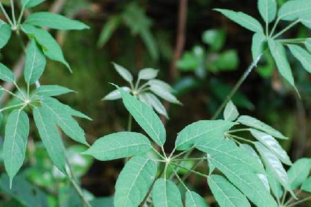 调查当地植物的名称特点和用途