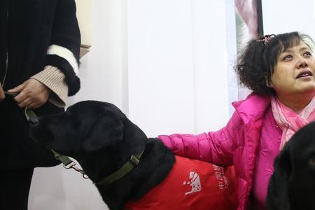 导盲犬寄养家庭需要什么条件