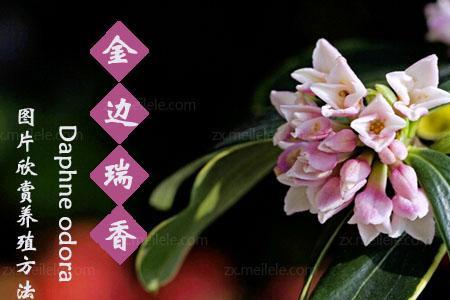 金边瑞香种植技术图解