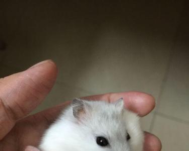 仓鼠一胎世界纪录
