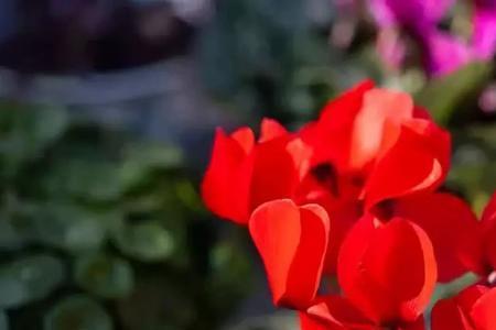 `仙客来秋后几月份能开花