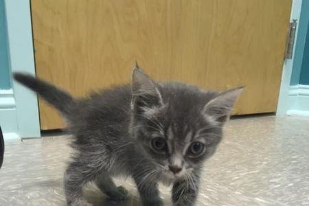 4个月的猫像2个月长不大怎么回事