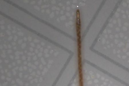 家里出现一条像蚯蚓一样的虫子