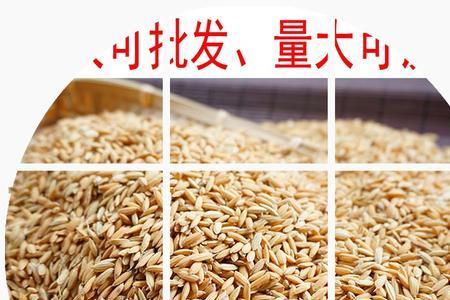 鸽子常年喂谷子行吗