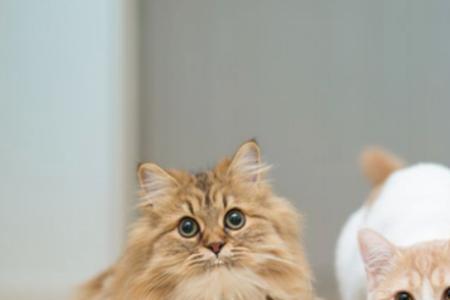 4个月的猫多久认主