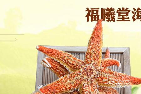 海燕海星不吃食怎么办