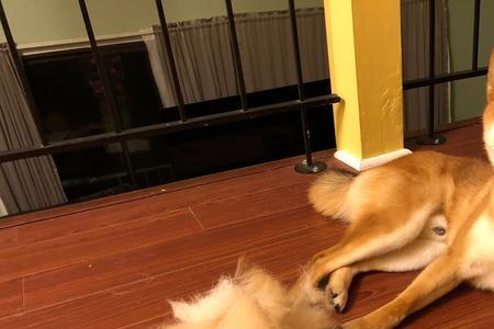 柴犬夏天掉毛怎么办