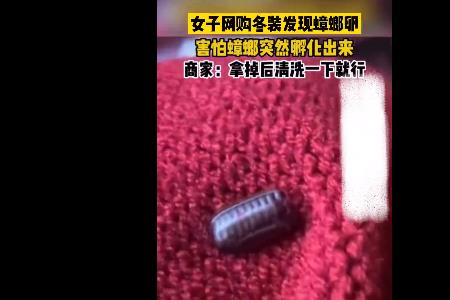 为什么蟑螂待在衣服里