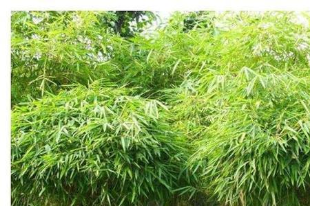 种竹子用竹鞭好还是种子好