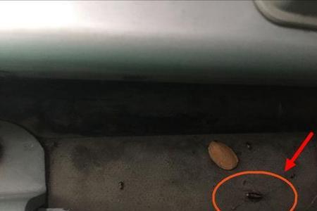 衣服上有蟑螂怎么洗掉