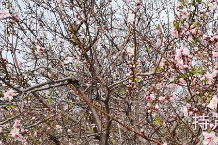 桃花公园有什么好玩的地方