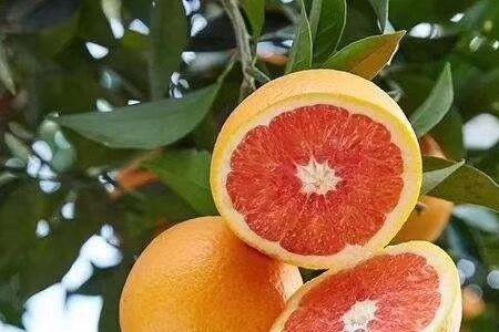 血橙什么时候开花结果