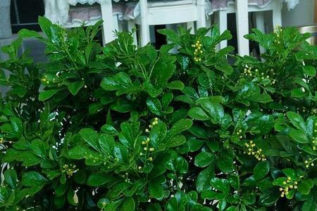 米兰花用大盆还是小盆