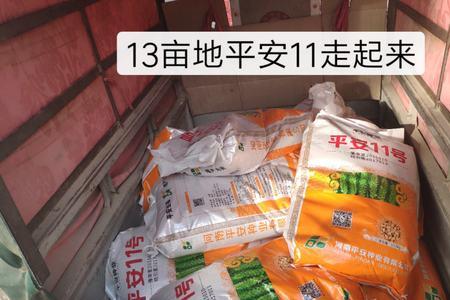 平安11小麦品种介绍