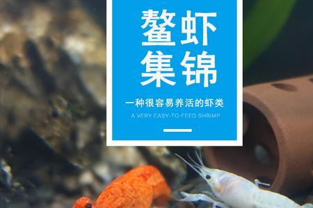 螯虾吃什么怎么饲养