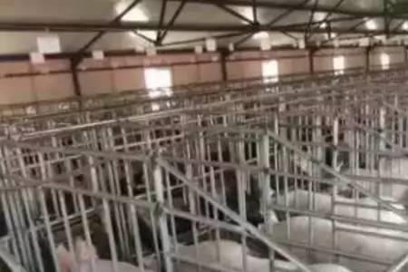 高产似母猪什么意思