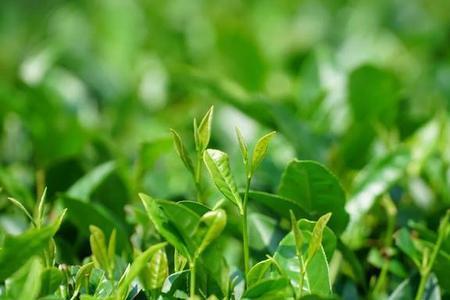 茶是什么时候开始出现的
