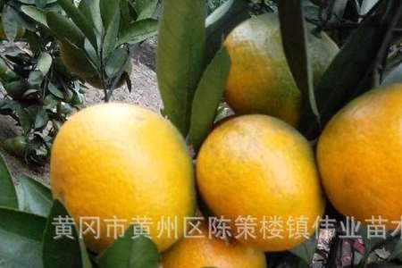 大叶兴津蜜桔的优缺点